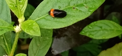 Phymatostetha deschampsi