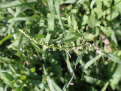 Rumex brownii
