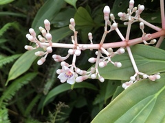 Medinilla formosana