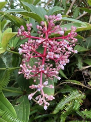 Medinilla formosana