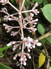 Medinilla formosana