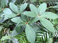 Medinilla formosana