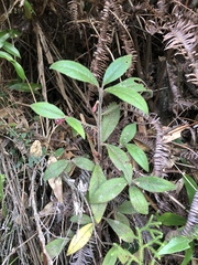 Ardisia villosa