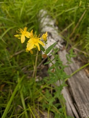 Hypericum elegans