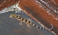 Cyrtodactylus lekaguli