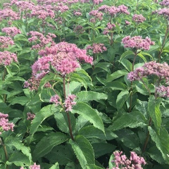 Eutrochium maculatum maculatum