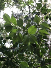 Symplocos shilanensis