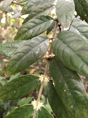 Lasianthus curtisii