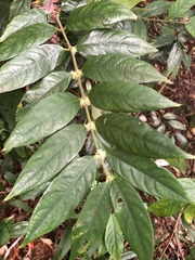 Lasianthus curtisii