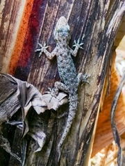 Hemidactylus parvimaculatus