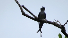 Hemiprocne coronata