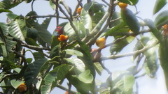 Psilopogon malabaricus