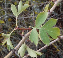 Crataegus stevenii