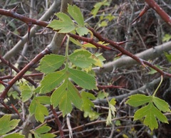 Crataegus stevenii