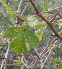 Crataegus stevenii