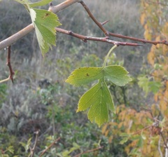 Crataegus stevenii