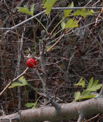 Crataegus stevenii