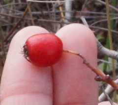 Crataegus stevenii