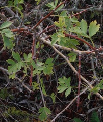 Crataegus stevenii