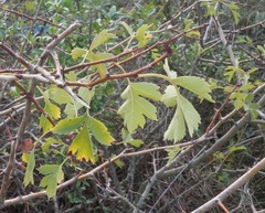 Crataegus stevenii