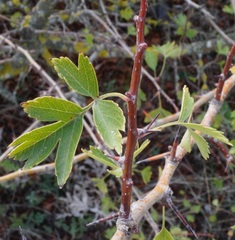 Crataegus stevenii