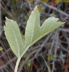 Crataegus stevenii