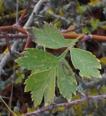 Crataegus stevenii