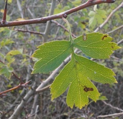 Crataegus stevenii