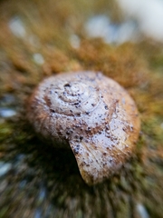 Ariophantidae