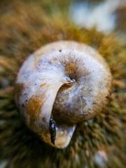 Ariophantidae