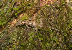 Cnemaspis chanardi