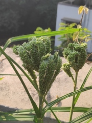 Eleusine coracana