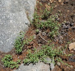 Monardella odoratissima