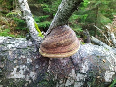 Fomitiporia hartigii