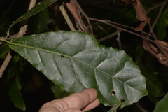 Sloanea australis
