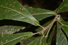 Sloanea australis
