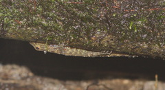Cnemaspis chanardi