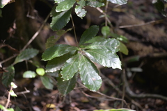 Sloanea australis