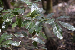 Sloanea australis