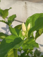 Jasminum sambac