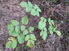 Aralia cordata