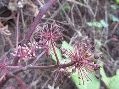 Aralia cordata