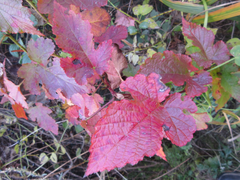 Rubus crataegifolius