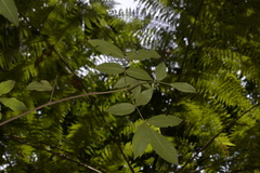 Ackama paniculosa