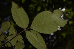 Ackama paniculosa