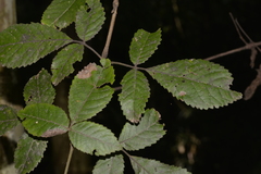 Ackama paniculosa