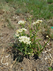 Pachycarpus schinzianus
