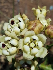Pachycarpus schinzianus