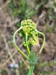Afrosciadium magalismontanum