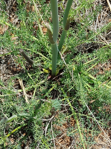 Afrosciadium magalismontanum (Sond.) P.J.D.Winter
